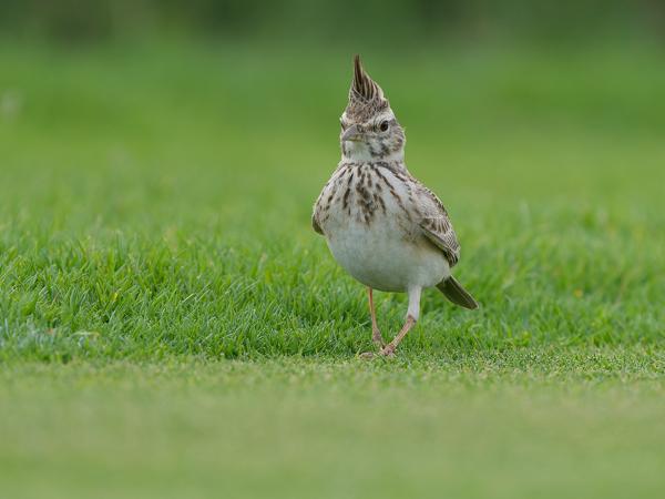 <h3>Galerida cristata / Crested lark / Kuifleeuwerik</h3>OM-1 Mark II with OLYMPUS M.150-400mm F4.5 TC, 1/2000 sec at F5.6, ISO 2000, distance 11.3 m